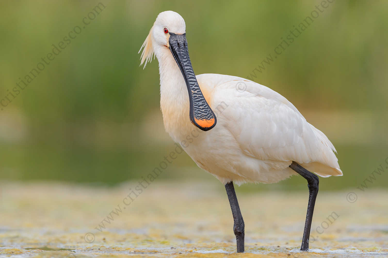 Foto di Spatola (Platalea leucorodia)