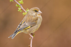 Foto di Verdone (Chloris chloris)