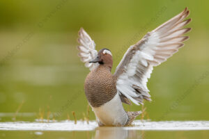 Photos of Garganey (Anas querqedula)