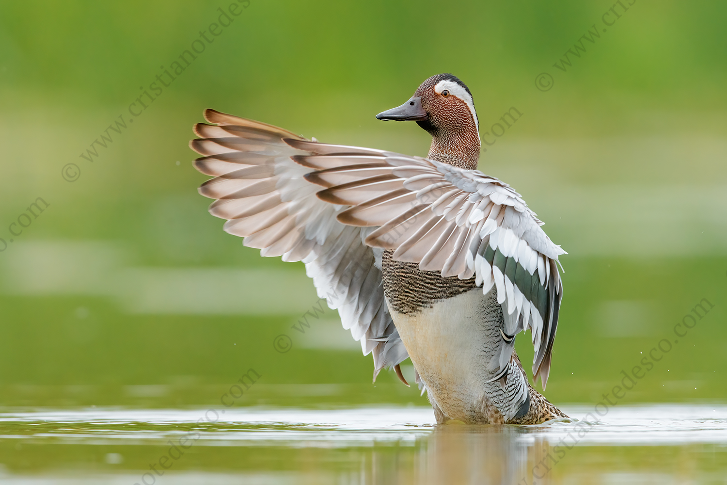 Photos of Garganey (Anas querqedula)