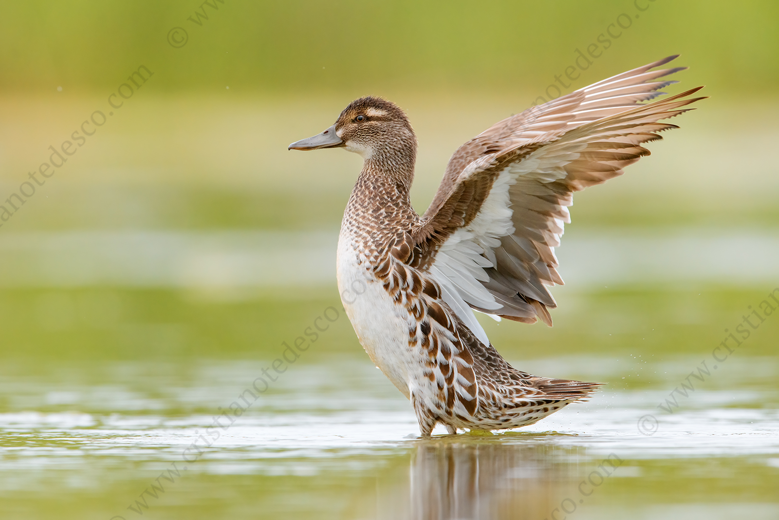 Photos of Garganey (Anas querqedula)