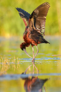 Foto di Mignattaio (Plegadis falcinellus)