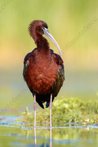 Photos of Glossy Ibis (Plegadis falcinellus)