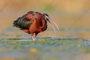 Foto di Mignattaio (Plegadis falcinellus)