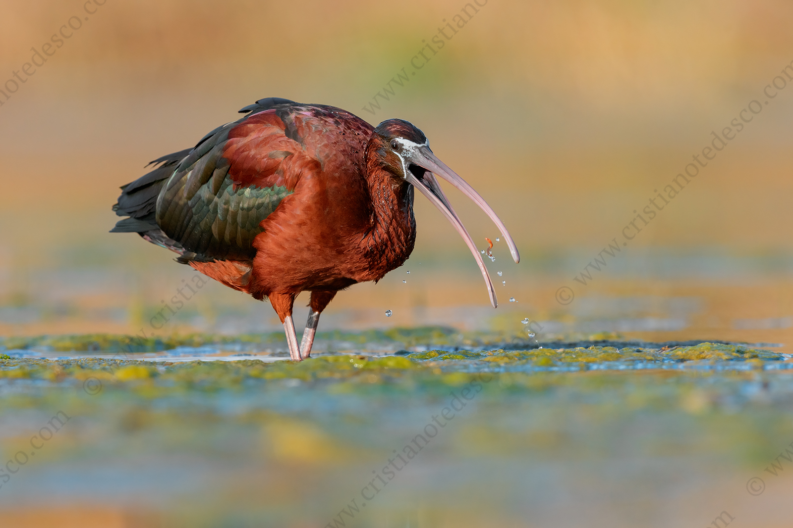 Photos of Glossy Ibis (Plegadis falcinellus)