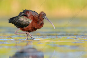 Foto di Mignattaio (Plegadis falcinellus)