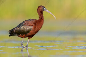Photos of Glossy Ibis (Plegadis falcinellus)