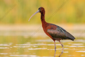 Foto di Mignattaio (Plegadis falcinellus)