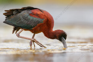 Photos of Glossy Ibis (Plegadis falcinellus)