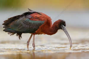 Photos of Glossy Ibis (Plegadis falcinellus)