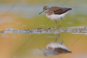 Photos of Green Sandpiper (Tringa ochropus)