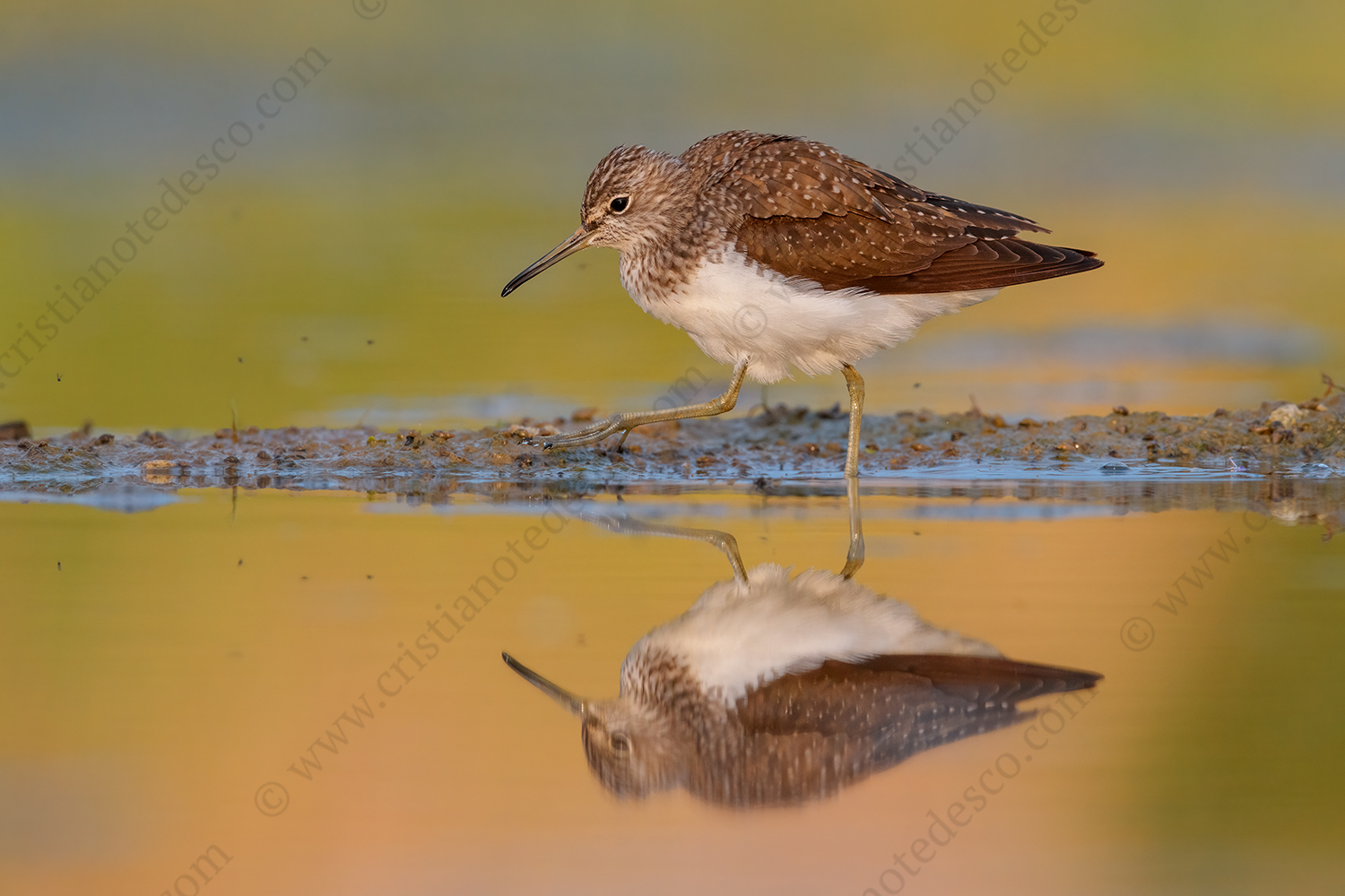 Foto di Piro piro culbianco (Tringa ochropus)