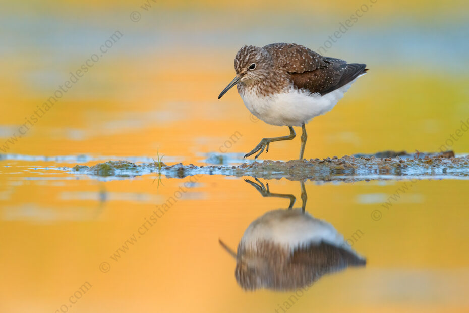 Photos of Green Sandpiper (Tringa ochropus)