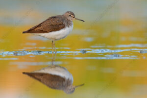 Photos of Green Sandpiper (Tringa ochropus)