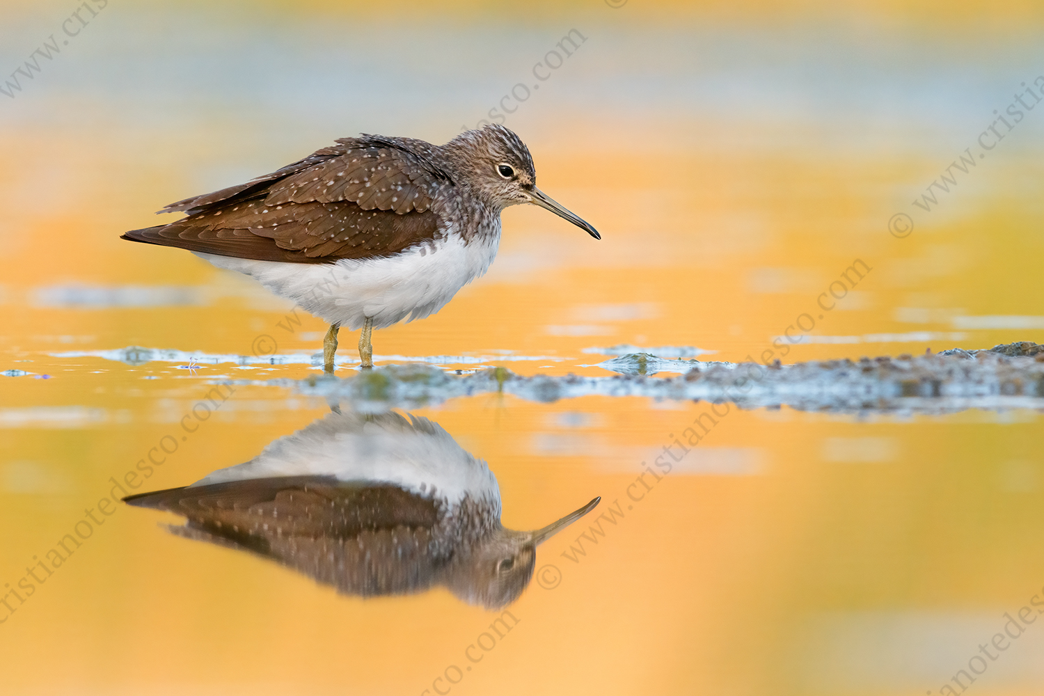 Foto di Piro piro culbianco (Tringa ochropus)