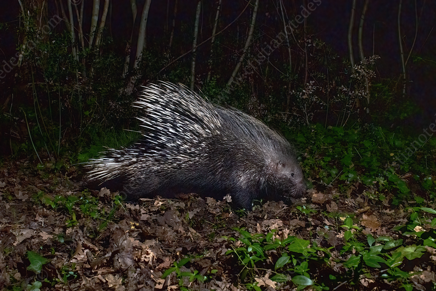 Photos of Porcupine (Hystrix cristata)