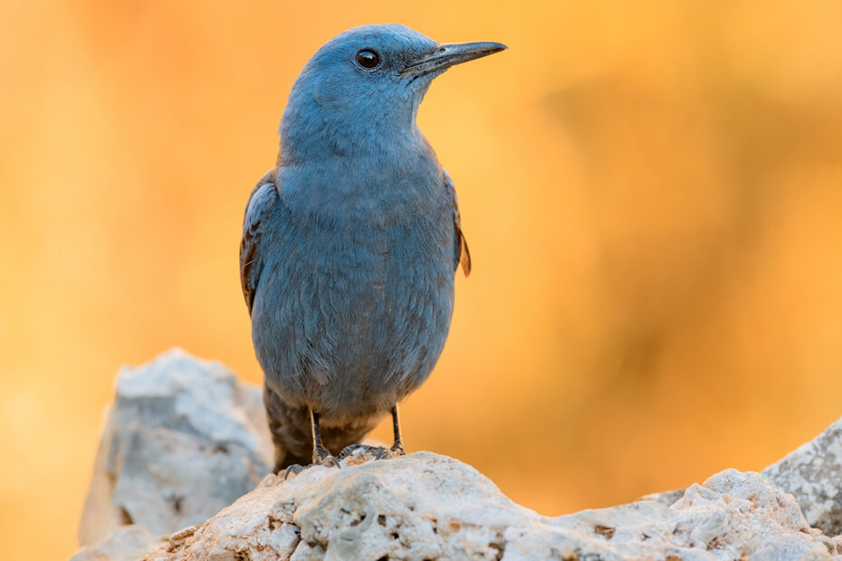 Blue Rock Thrush (Monticola solitarius)