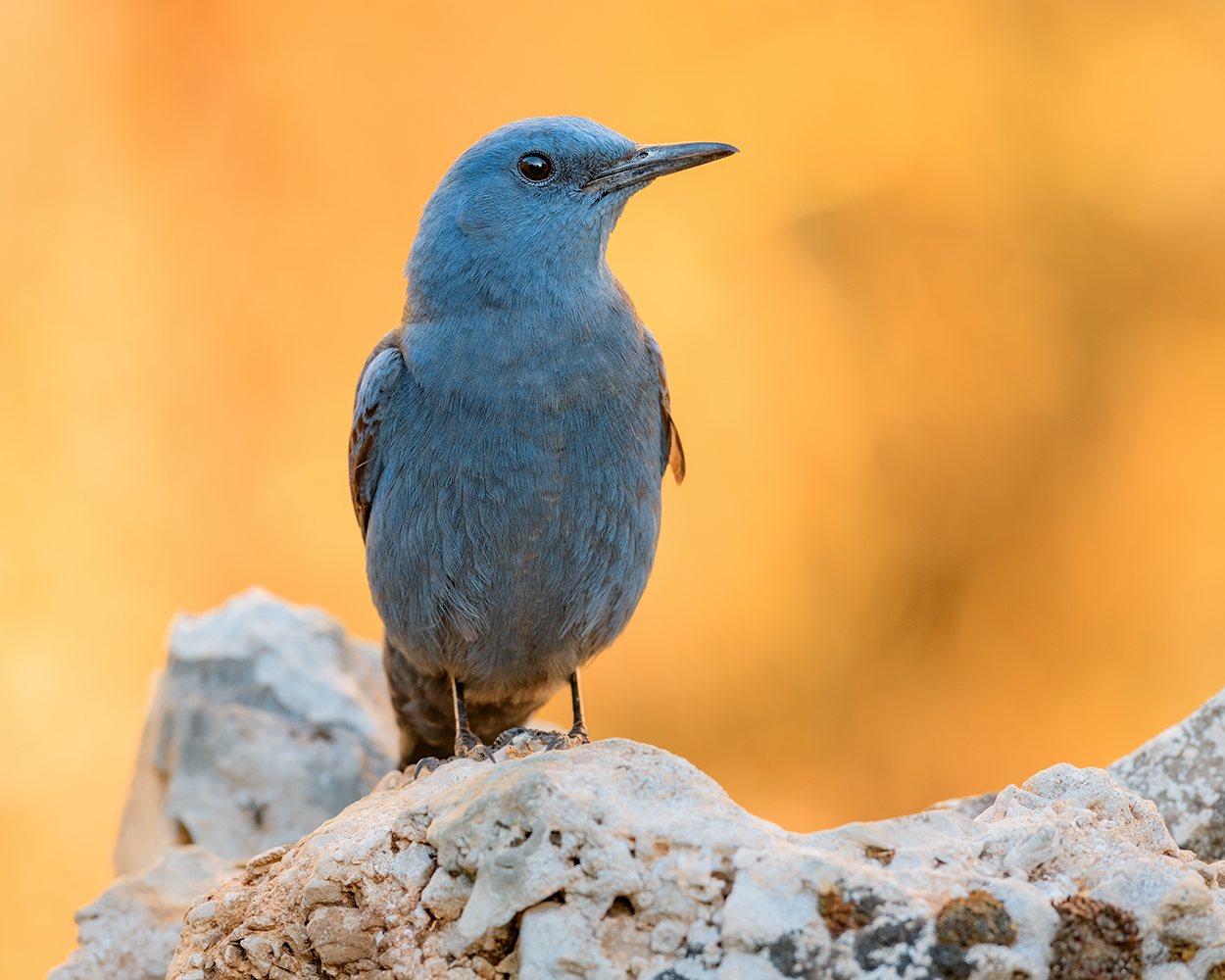 Passero Solitario (Monticola solitarius)