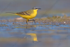 Foto di Cutrettola (Motacilla flava)