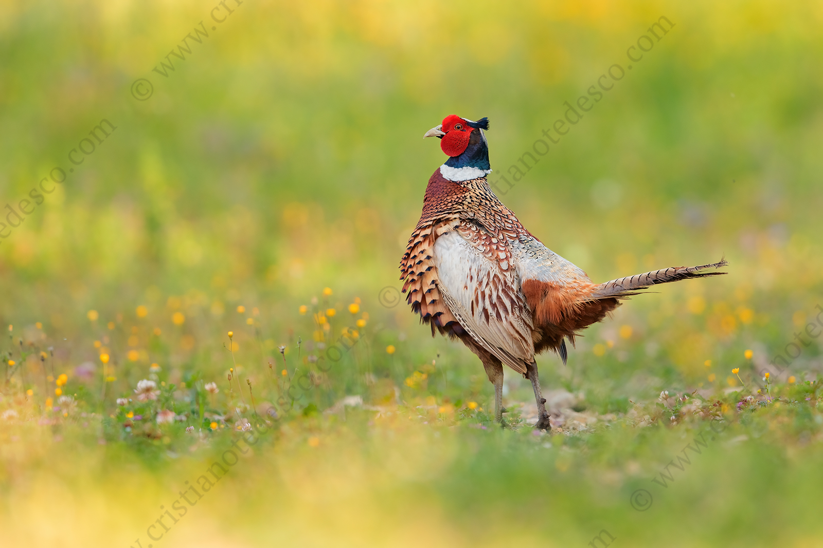 Foto di Fagiano comune (Phasianus colchicus)