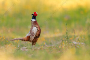 Foto di Fagiano comune (Phasianus colchicus)