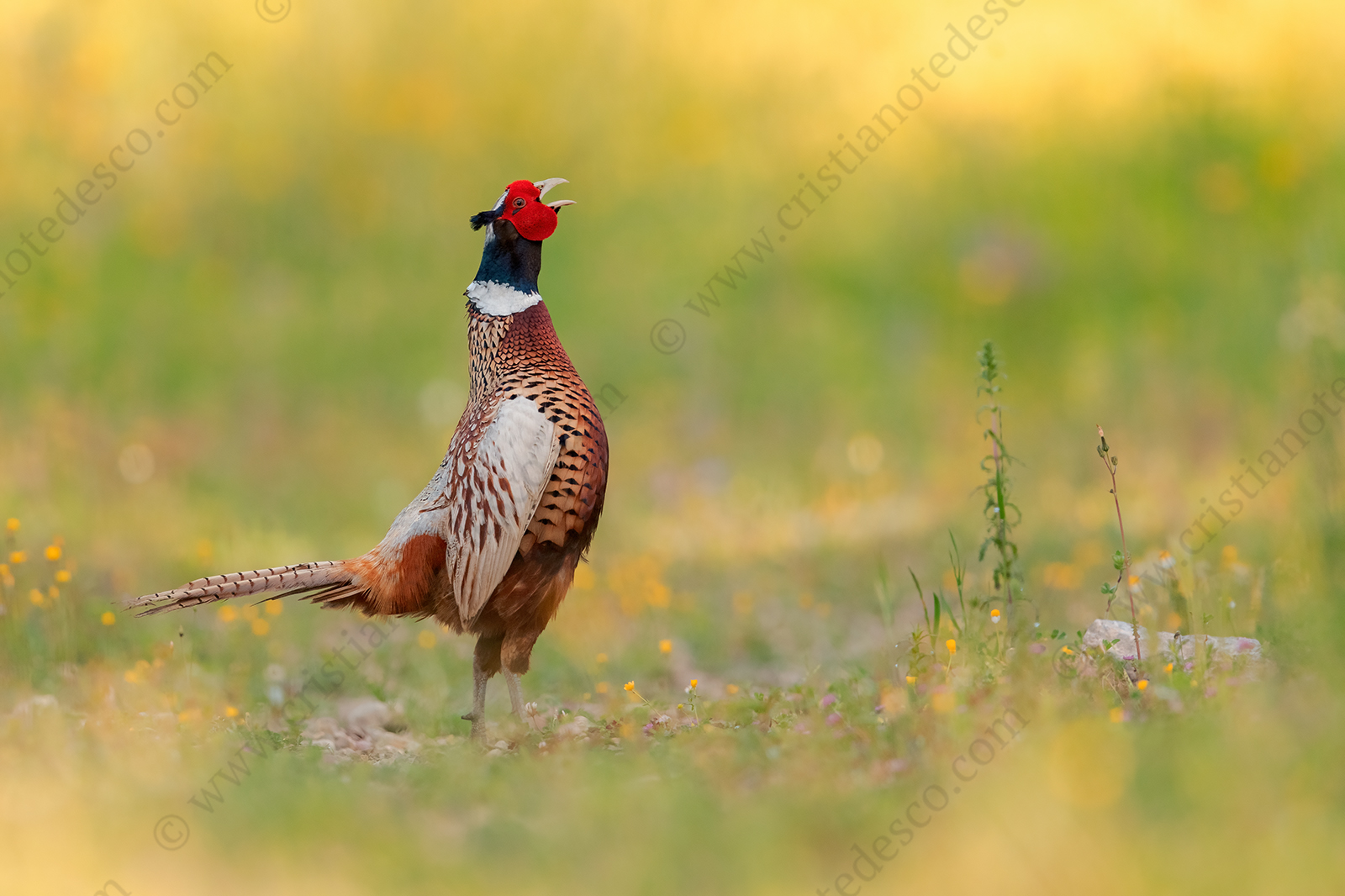 Foto di Fagiano comune (Phasianus colchicus)