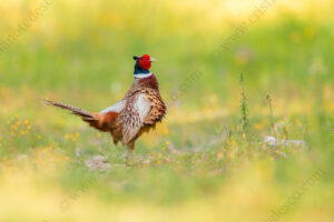 Foto di Fagiano comune (Phasianus colchicus)