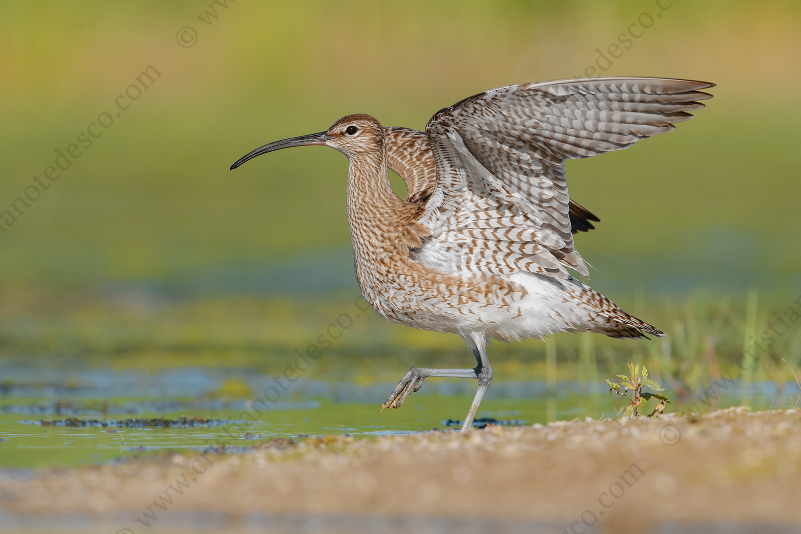 Foto di Chiurlo piccolo (Numenius phaeopus)