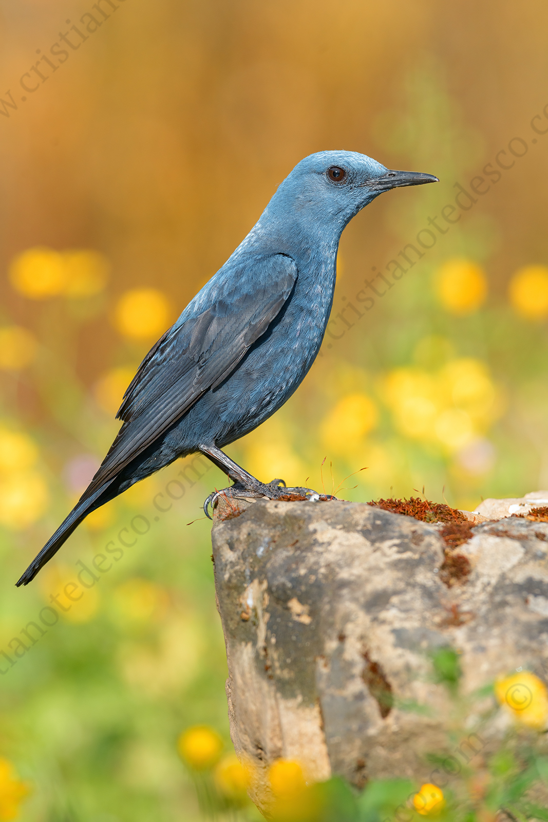 Photos of Blue Rock Thrush (Monticola solitarius)