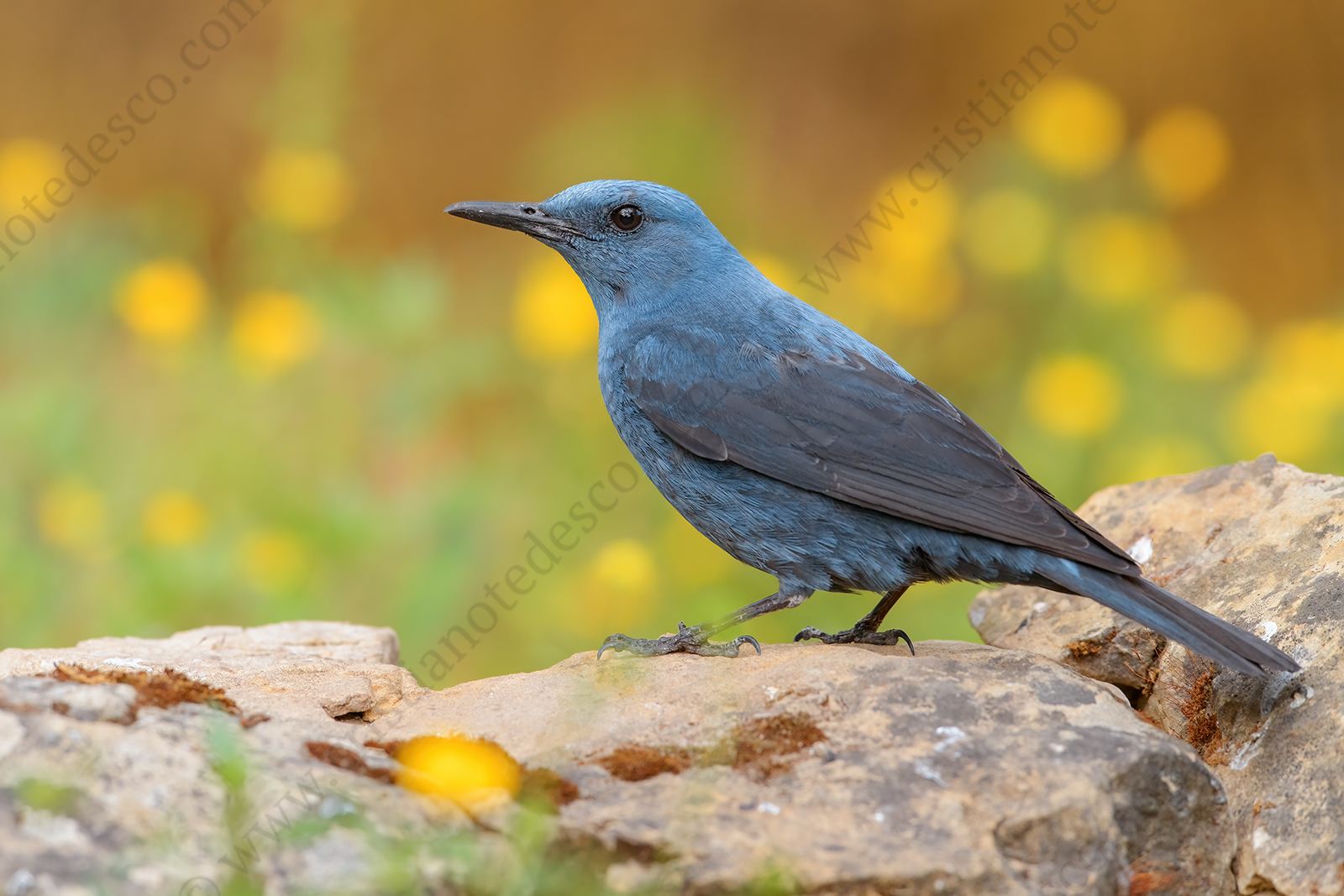 Photos of Blue Rock Thrush (Monticola solitarius)