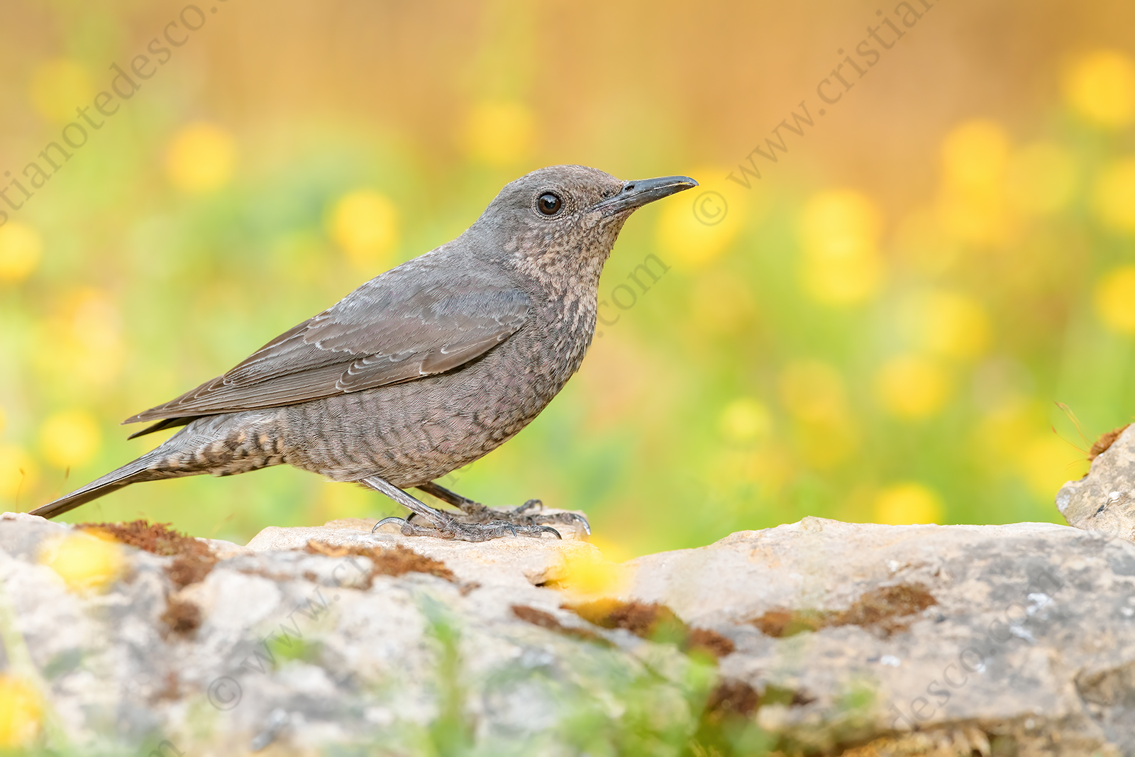 Foto di Passero solitario (Monticola solitarius)