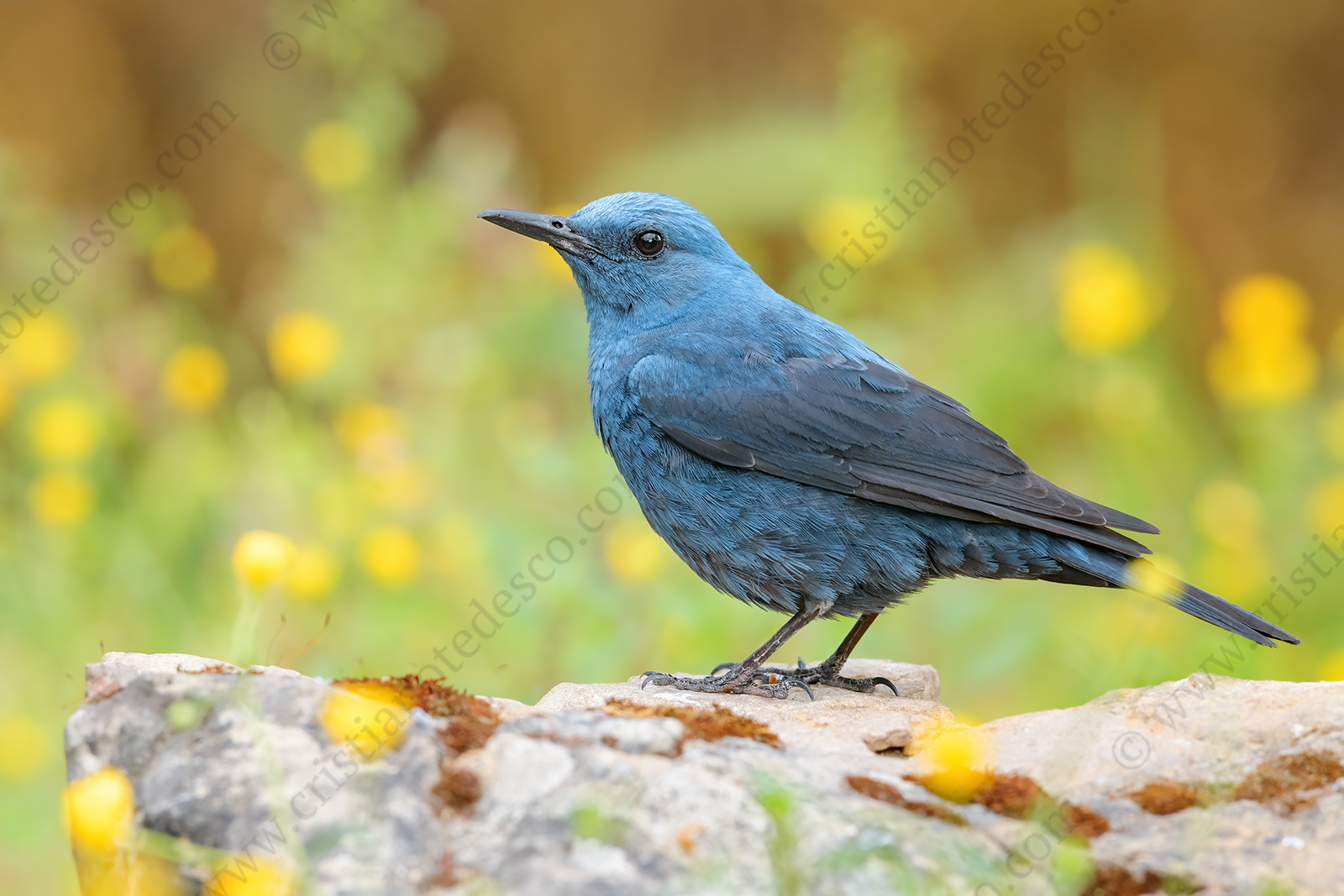 Photos of Blue Rock Thrush (Monticola solitarius)