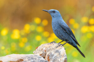 Foto di Passero solitario (Monticola solitarius)