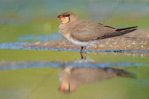 Photos of Collared Pratincole (Glareola pratincola)