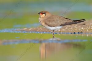 Photos of Collared Pratincole (Glareola pratincola)