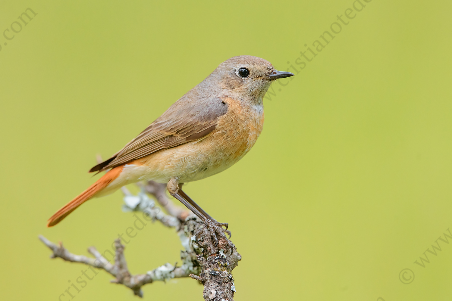 Photos of Common Redstart (Phoenicurus phoenicurus)