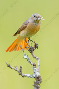 Foto di Codirosso comune (Phoenicurus phoenicurus)