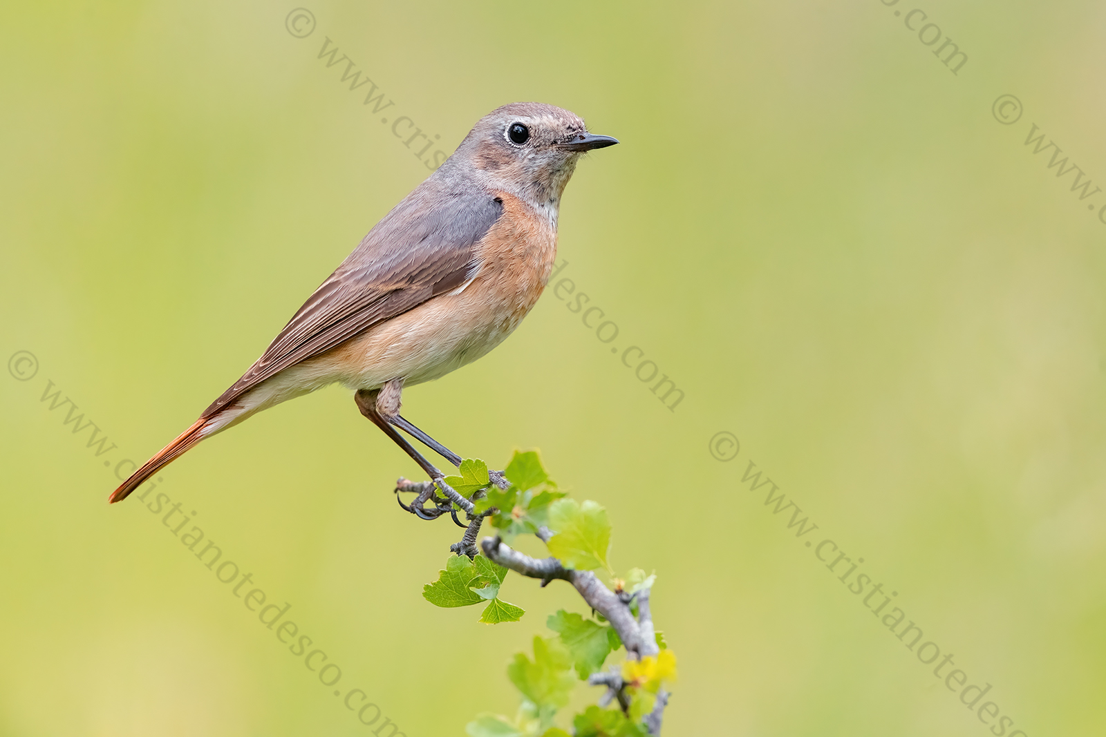 Photos of Common Redstart (Phoenicurus phoenicurus)