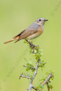 Photos of Common Redstart (Phoenicurus phoenicurus)