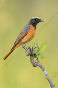 Photos of Common Redstart (Phoenicurus phoenicurus)