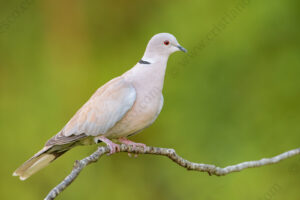 Photos of Eurasian Collared Dove (Streptopelia decoacto)