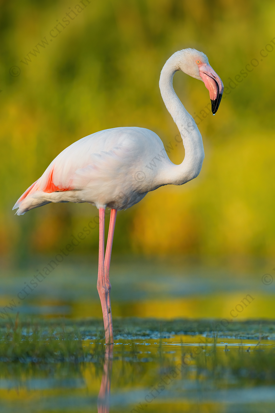 Foto di Fenicottero rosa (Phoenicopterus roseus)