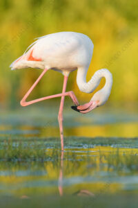 Photos of Greater Flamingo (Phoenicopterus roseus)