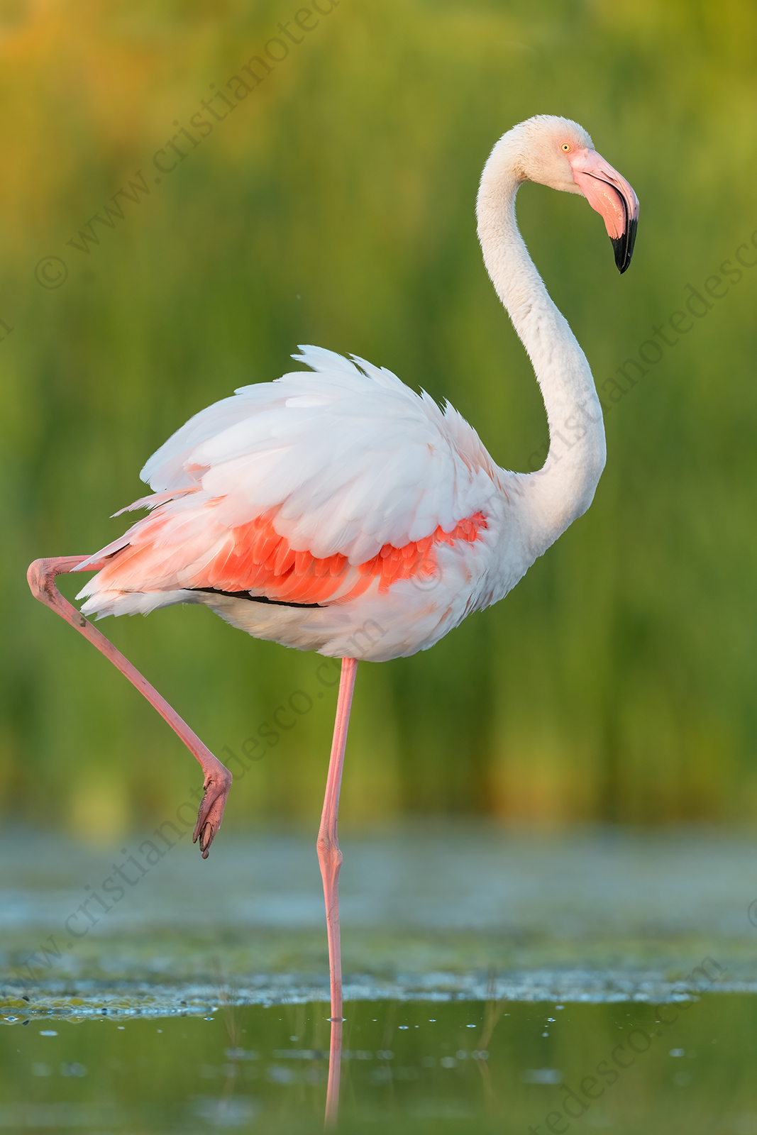 Foto di Fenicottero rosa (Phoenicopterus roseus)