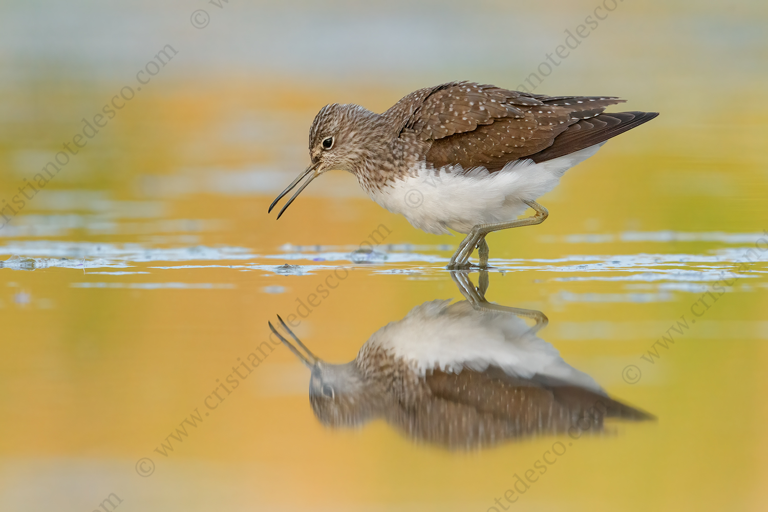 Photos of Green Sandpiper (Tringa ochropus)