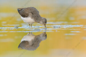 Photos of Green Sandpiper (Tringa ochropus)