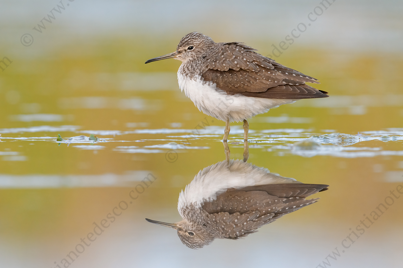 Photos of Green Sandpiper (Tringa ochropus)