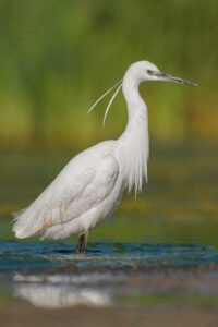 Foto di Garzetta (Egretta garzetta)