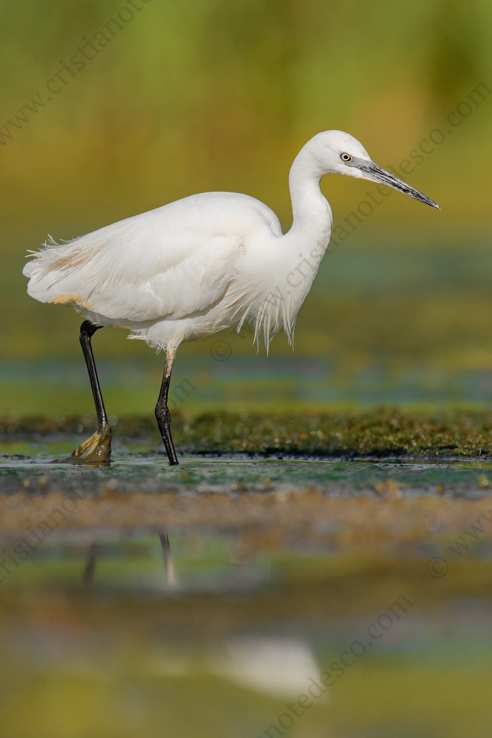 Foto di Garzetta (Egretta garzetta)