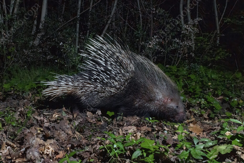 Photos of Porcupine (Hystrix cristata)